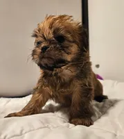 Shiffon boy 158, a male Shih Tzu and Brussels Griffon for sale in Lebanon, MO – Photo 6 of 6