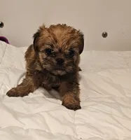 Shiffon boy 158, a male Shih Tzu and Brussels Griffon for sale in Lebanon, MO – Photo 1 of 6