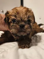 Shiffon boy 158, a male Shih Tzu and Brussels Griffon for sale in Lebanon, MO – Photo 5 of 6