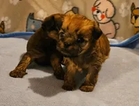 Shiffon boy, a male Shih Tzu and Brussels Griffon for sale in Lebanon, MO – Photo 1 of 5