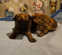 Shiffon boy, a male Shih Tzu and Brussels Griffon for sale in Lebanon, MO – Photo 5 of 5