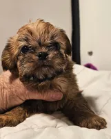 Shiffon boy 158, a male Shih Tzu and Brussels Griffon for sale in Lebanon, MO – Photo 4 of 6