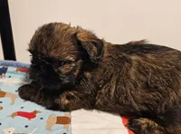 9150, a female Shih Tzu and Brussels Griffon for sale in Lebanon, MO – Photo 6 of 6