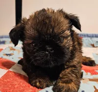 9150, a female Shih Tzu and Brussels Griffon for sale in Lebanon, MO – Photo 3 of 6