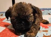 9150, a female Shih Tzu and Brussels Griffon for sale in Lebanon, MO – Photo 2 of 6