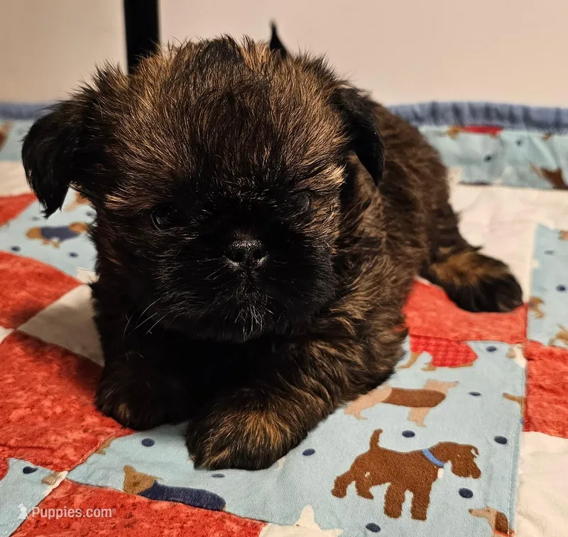 9150 – Shih Tzu, Brussels Griffon puppy for sale in Lebanon, MO