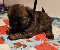 9150, a female Shih Tzu and Brussels Griffon for sale in Lebanon, MO – Photo 5 of 6