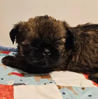 9150, a female Shih Tzu and Brussels Griffon for sale in Lebanon, MO – Photo 4 of 6