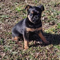 Smooth Girl, a female Brussels Griffon for sale in Lebanon, MO – Photo 8 of 8