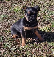 Smooth Girl, a female Brussels Griffon for sale in Lebanon, MO – Photo 5 of 7