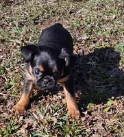 Smooth Girl, a female Brussels Griffon for sale in Lebanon, MO – Photo 7 of 7