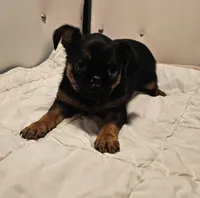 Smooth Girl, a female Brussels Griffon for sale in Lebanon, MO – Photo 5 of 8