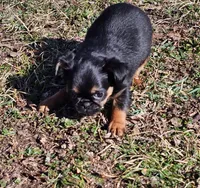 Smooth Girl, a female Brussels Griffon for sale in Lebanon, MO – Photo 4 of 7