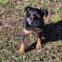 Smooth Girl, a female Brussels Griffon for sale in Lebanon, MO – Photo 1 of 8