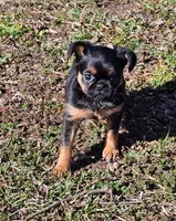 Smooth Girl, a female Brussels Griffon for sale in Lebanon, MO – Photo 1 of 7