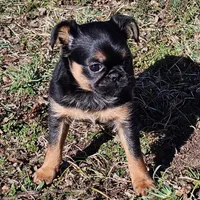 Smooth Girl, a female Brussels Griffon for sale in Lebanon, MO – Photo 2 of 8
