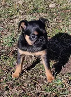 Smooth Girl, a female Brussels Griffon for sale in Lebanon, MO – Photo 3 of 7
