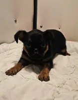 Smooth Girl, a female Brussels Griffon for sale in Lebanon, MO – Photo 6 of 8