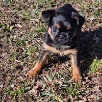 Smooth Girl, a female Brussels Griffon for sale in Lebanon, MO – Photo 7 of 8