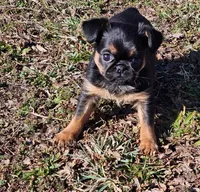 Smooth Girl, a female Brussels Griffon for sale in Lebanon, MO – Photo 6 of 7