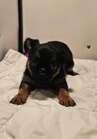 Smooth Girl, a female Brussels Griffon for sale in Lebanon, MO – Photo 4 of 8