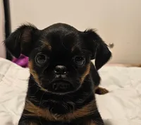 Smooth Girl, a female Brussels Griffon for sale in Lebanon, MO – Photo 3 of 8