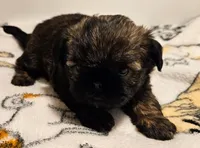 9146, a female Shih Tzu and Brussels Griffon for sale in Lebanon, MO – Photo 3 of 6