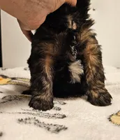 9146, a female Shih Tzu and Brussels Griffon for sale in Lebanon, MO – Photo 6 of 6