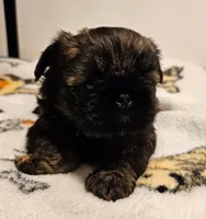 9146, a female Shih Tzu and Brussels Griffon for sale in Lebanon, MO – Photo 5 of 6