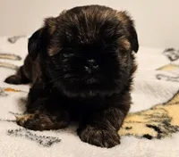 9146, a female Shih Tzu and Brussels Griffon for sale in Lebanon, MO – Photo 1 of 6