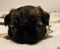 9146, a female Shih Tzu and Brussels Griffon for sale in Lebanon, MO – Photo 4 of 6