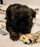 9146, a female Shih Tzu and Brussels Griffon for sale in Lebanon, MO – Photo 2 of 6