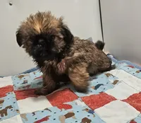 9154, a female Shih Tzu and Brussels Griffon for sale in Lebanon, MO – 5 of 5