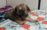 9154, a female Shih Tzu and Brussels Griffon for sale in Lebanon, MO – 3 of 5
