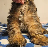 9157, a male Shih Tzu and Brussels Griffon for sale in Lebanon, MO – 6 of 6