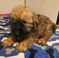 9157, a male Shih Tzu and Brussels Griffon for sale in Lebanon, MO – 4 of 6