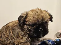 9157, a male Shih Tzu and Brussels Griffon for sale in Lebanon, MO – Photo 5 of 5