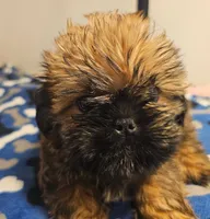 9157, a male Shih Tzu and Brussels Griffon for sale in Lebanon, MO – 5 of 6
