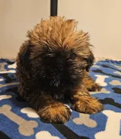 9157, a male Shih Tzu and Brussels Griffon for sale in Lebanon, MO – 1 of 6