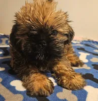 9157, a male Shih Tzu and Brussels Griffon for sale in Lebanon, MO – 2 of 6