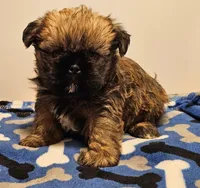 9157, a male Shih Tzu and Brussels Griffon for sale in Lebanon, MO – Photo 2 of 5