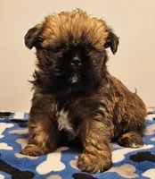 9157, a male Shih Tzu and Brussels Griffon for sale in Lebanon, MO – Photo 4 of 5