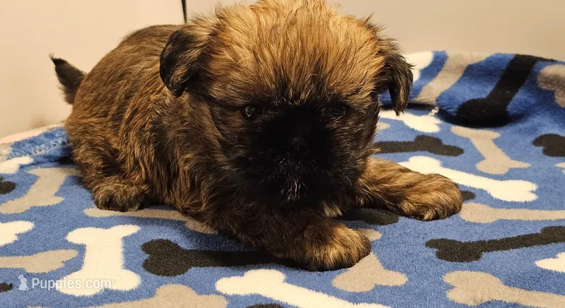 9157 – Shih Tzu, Brussels Griffon puppy for sale in Lebanon, MO