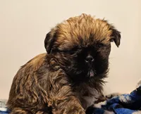 9157, a male Shih Tzu and Brussels Griffon for sale in Lebanon, MO – Photo 3 of 5