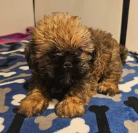 9157, a male Shih Tzu and Brussels Griffon for sale in Lebanon, MO – 3 of 6