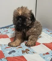 9154, a female Shih Tzu and Brussels Griffon for sale in Lebanon, MO – 2 of 5