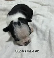 Sugars #2, a male Boston Terrier for sale in West Virginia, WV – Photo 1 of 2