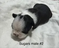 Sugars #2, a male Boston Terrier for sale in West Virginia, WV – Photo 2 of 2