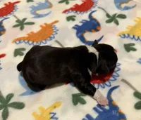 Lexi’s #2, a female Boston Terrier for sale in West Virginia, WV – Photo 2 of 4