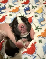 Lexi’s #2, a female Boston Terrier for sale in West Virginia, WV – Photo 1 of 4